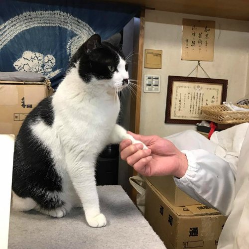 17759721_1305353559529872_681939139