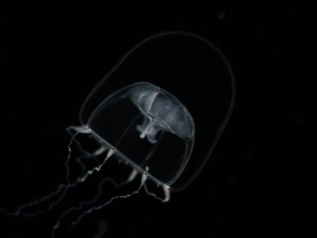 イカリヨツボシクラゲ1.jpg
