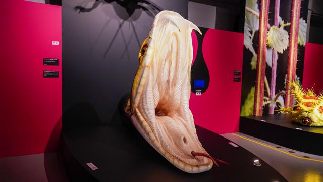 世界はこんなに毒だらけ！特別展「毒」開催！ :: デイリーポータルZ