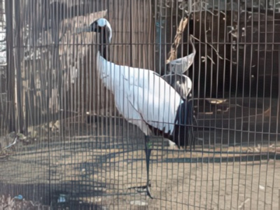 3-14-topaz-low resolution v2-2x.jpg