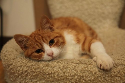 17620463_1383872911656589_433622590