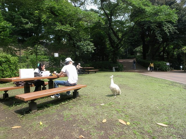 016-topaz-standard v2-640w.jpg