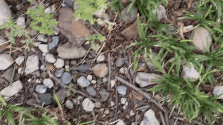 j.gif