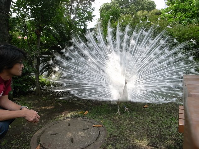 044-topaz-low resolution-640w-faceai.jpg