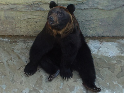 3-22-topaz-high fidelity v2-2x.jpg