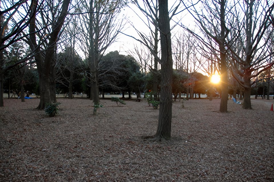 yoyogi-1_photos_v2_x2.jpg