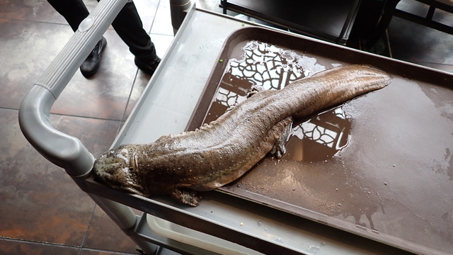 四川省・成都でオオサンショウウオを食べる、までの長い記録