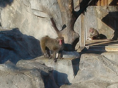 3-20-topaz-standard v2-2x.jpg