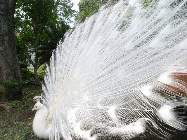 009-topaz-standard v2-640w.jpg