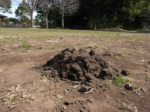 005-topaz-low resolution-640w.jpg