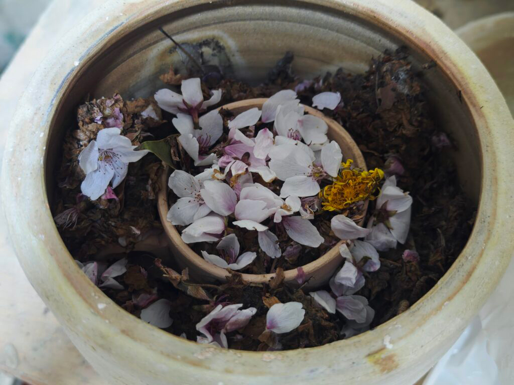 桜の花びらでマグカップを焼くぞ!.jpg