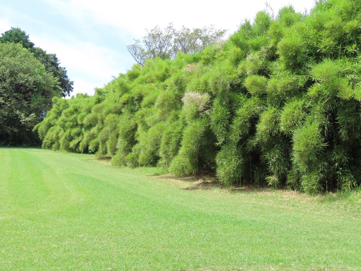竹、専門! 富士竹類植物園へ行ってきた 日本唯一の竹専門の植物園