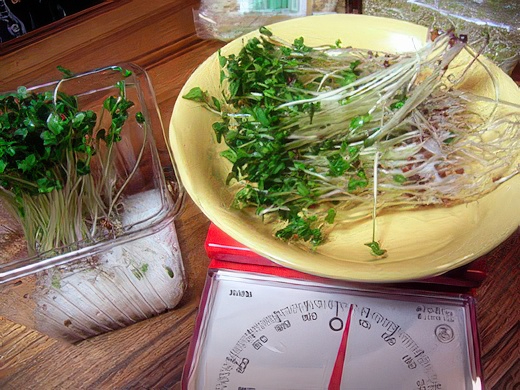 Rimg2038-topaz-standard v2-2x.jpg