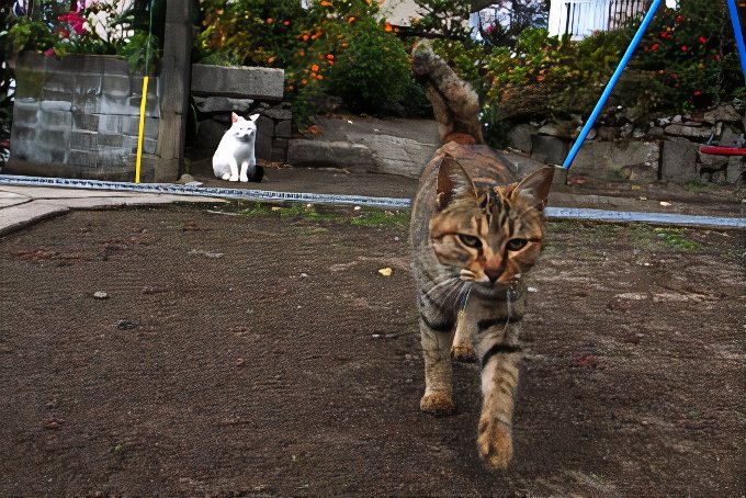1_cat_photos_v2_x2.jpg