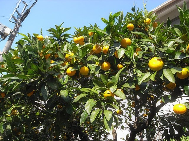 RIMG10018-topaz-standard v2-640w.jpg