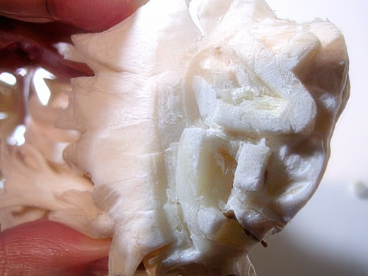 RIMG3430-topaz-standard v2-2x.jpg