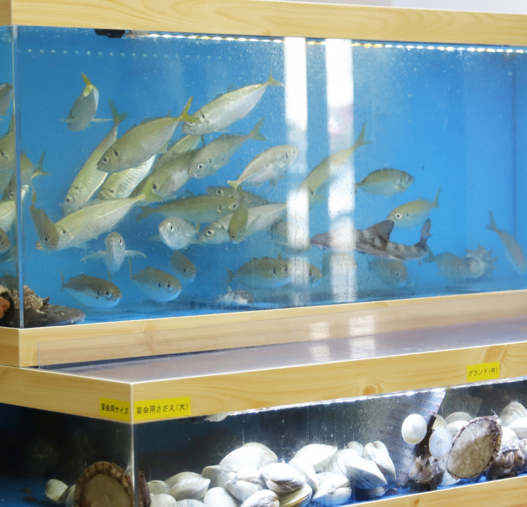 お店のいけすや水槽にいる魚は本当に食べられているのか？水槽メーカー