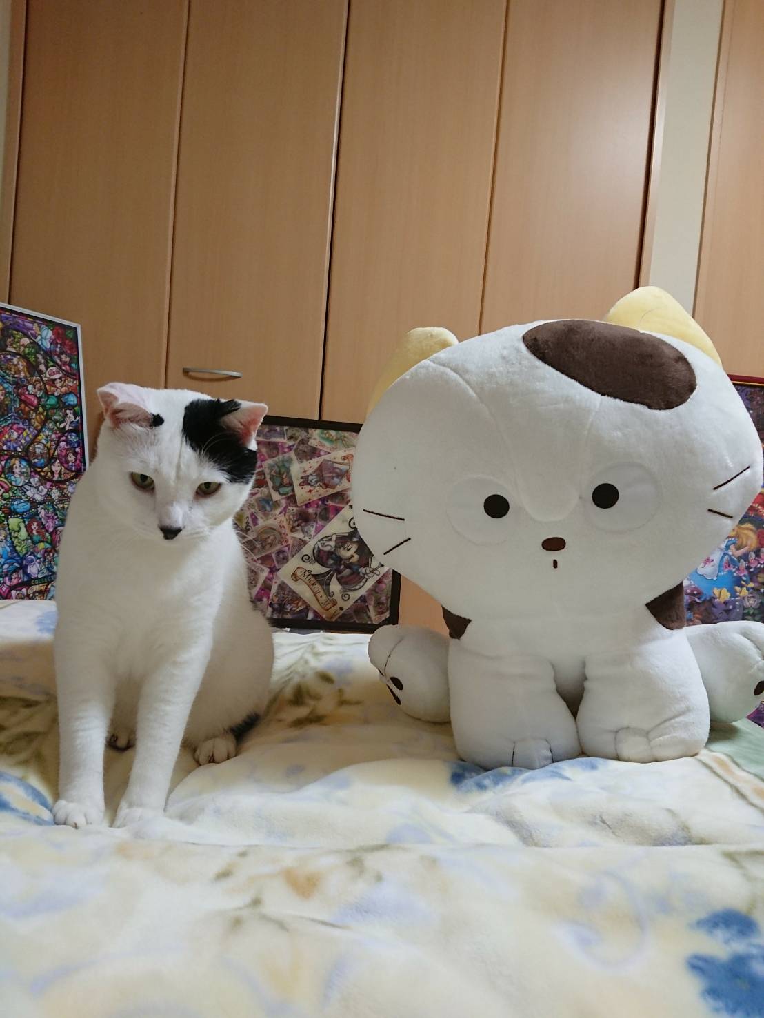 24みーさんちのまろ.jpg