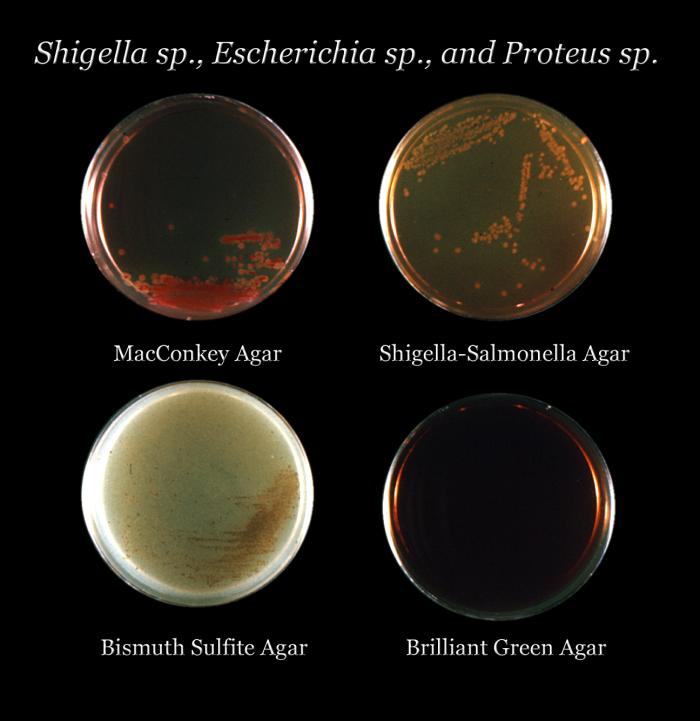 Agarplates.jpg