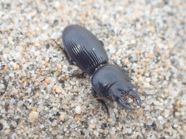 海水浴場の黒いダイヤ、オオヒョウタンゴミムシを求めて :: デイリーポータルZ