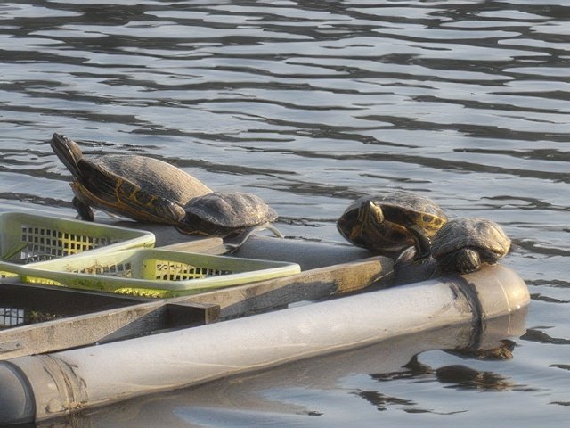 RIMG9979-topaz-standard v2-640w.jpg