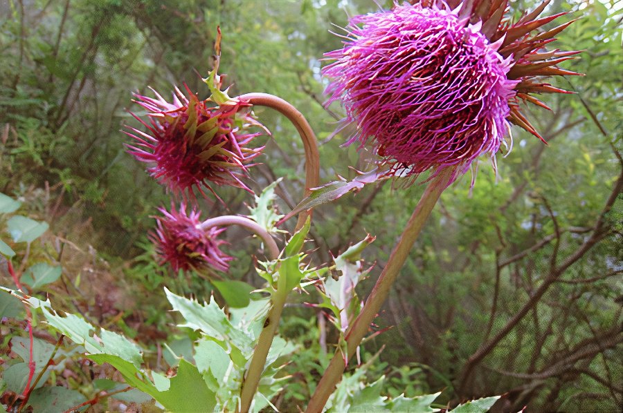 flower_IMG_4247_photos_v2_x2.jpg