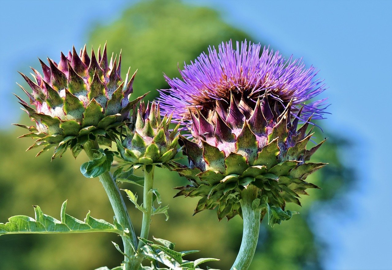 artichokes-gb3c201de3_1280.jpg