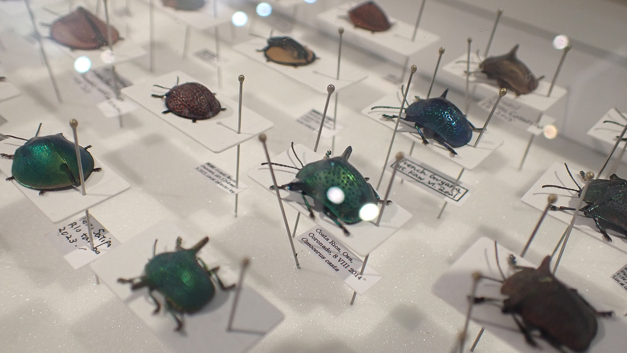 どうしてそうなった？ふしぎ昆虫大集合「珍奇の世界展」 :: デイリー