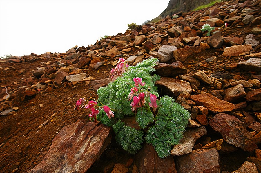 flower_IMG_4434_photos_v2_x2.jpg