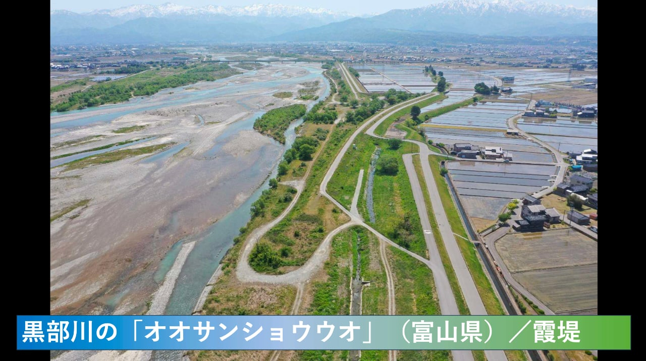drone-kurobe-3.jpg