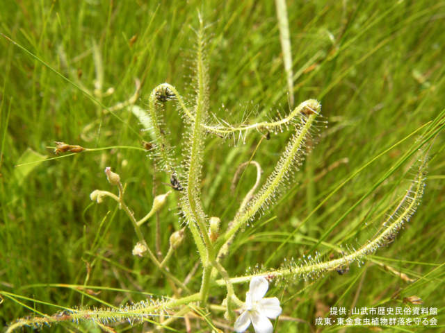 捕虫_5（シロバナナガバノイシモチソウ）.png
