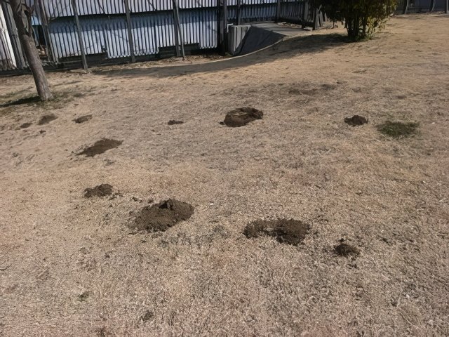 034-topaz-low resolution-640w.jpg