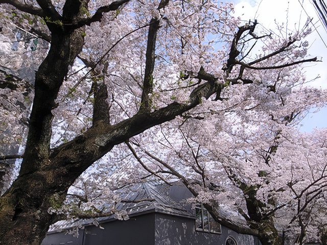 0015707-topaz-standard v2-640w.jpg