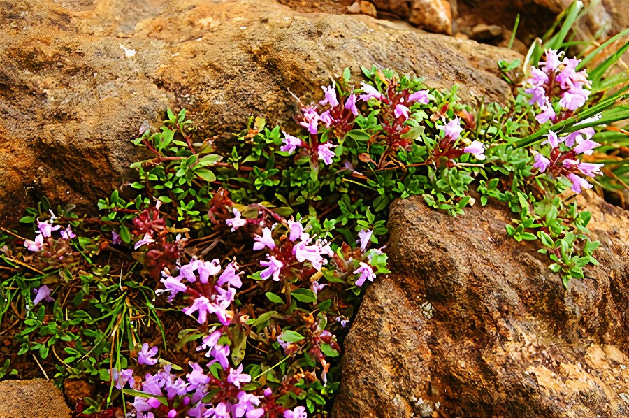 flower_IMG_4415_photos_v2_x2.jpg