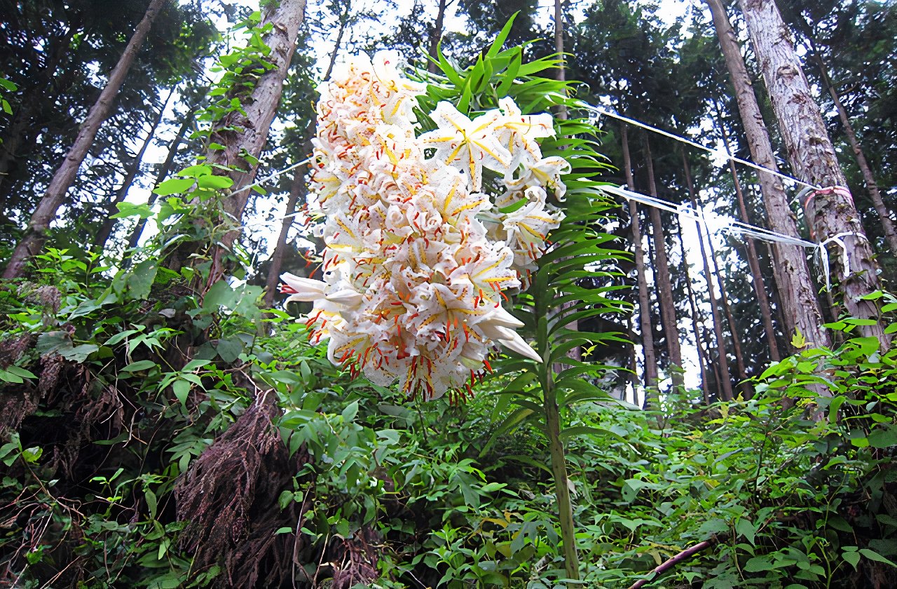 flower_IMG_3910_photos_v2_x2.jpg