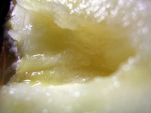 RIMG3414-topaz-standard v2-2x.jpg