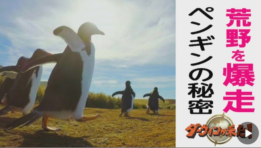 ペンギン.jpg