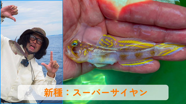 新種の魚発見！「スーパーサイヤ人のようなハゼ」とは？ 発見者の平坂さんに聞いてみた