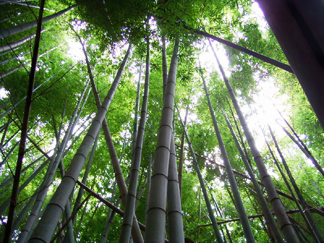 bamboo_forest_photos_v2_x2.jpg