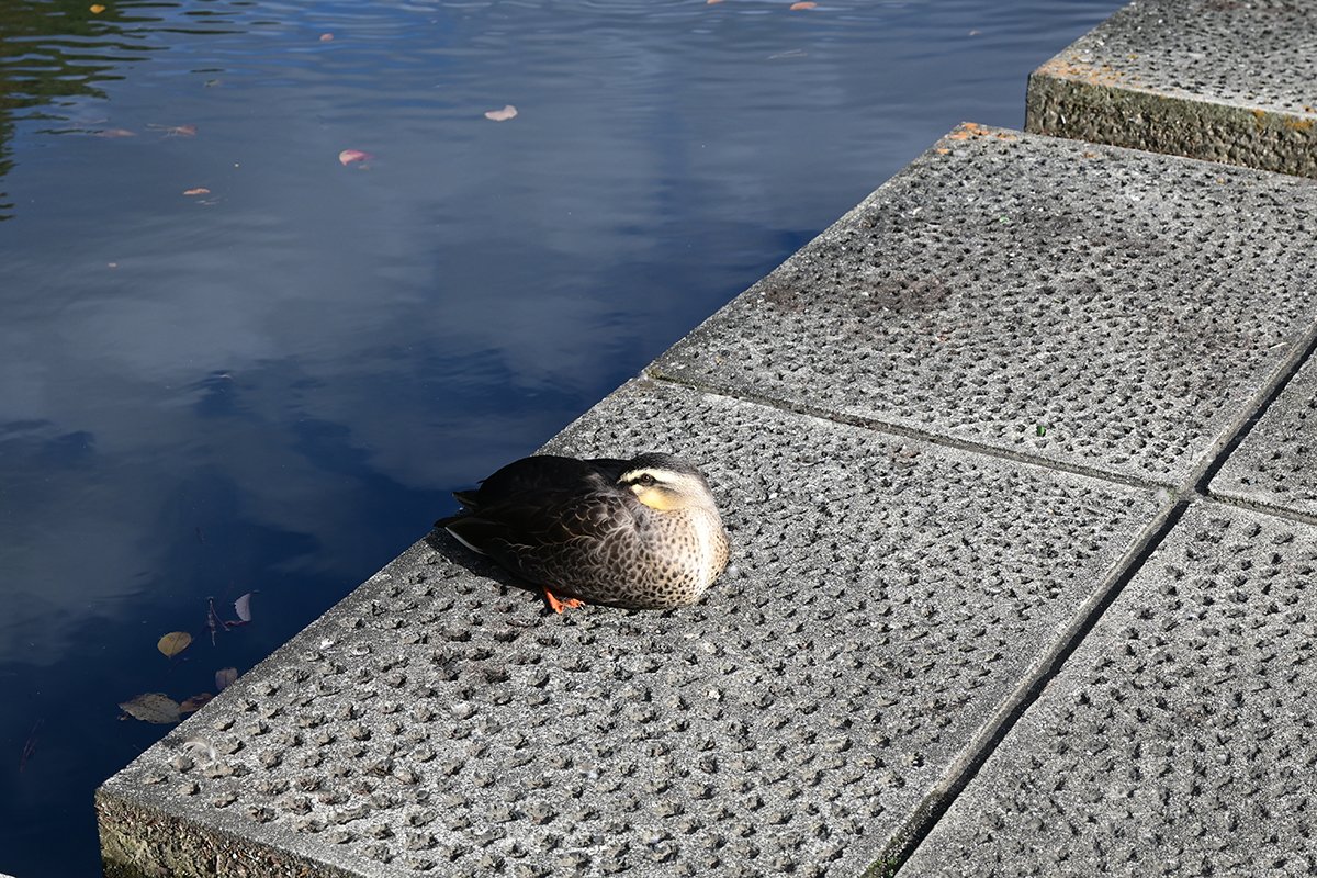 DSC_3127.JPG