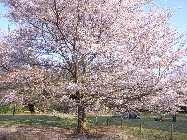 0015708-topaz-standard v2-640w.jpg