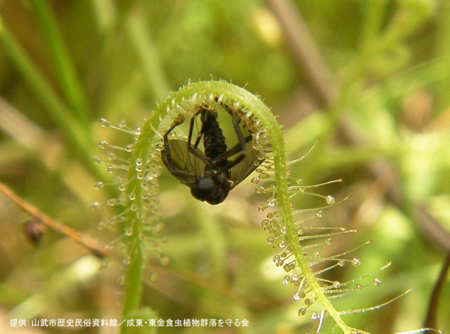 捕虫_4（シロバナナガバノイシモチソウ）.png