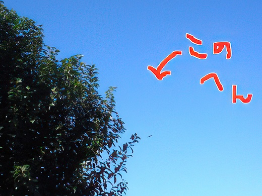 1-4-topaz-standard v2-2x.jpg