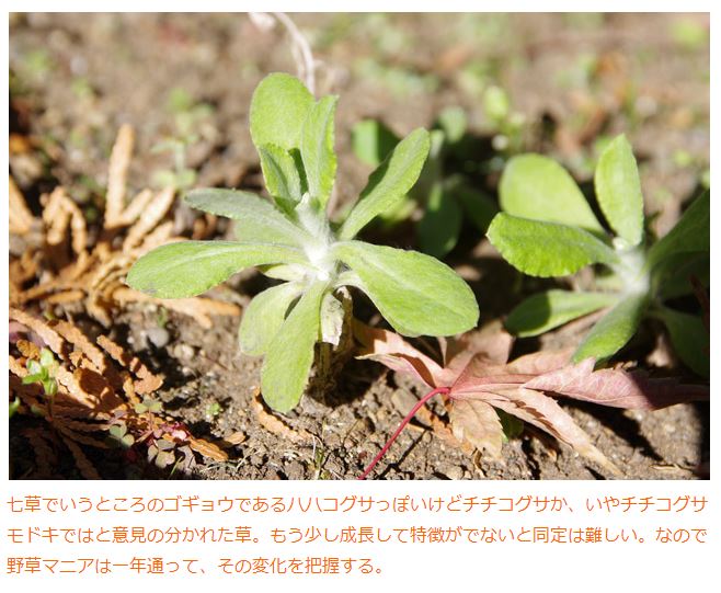 tamaoki02.JPG