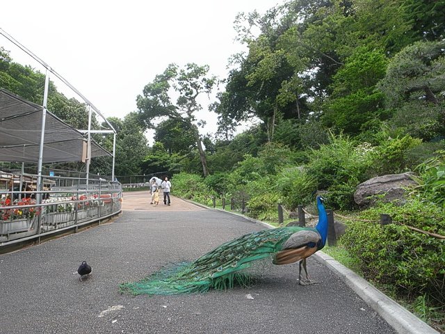 042-topaz-standard v2-640w.jpg