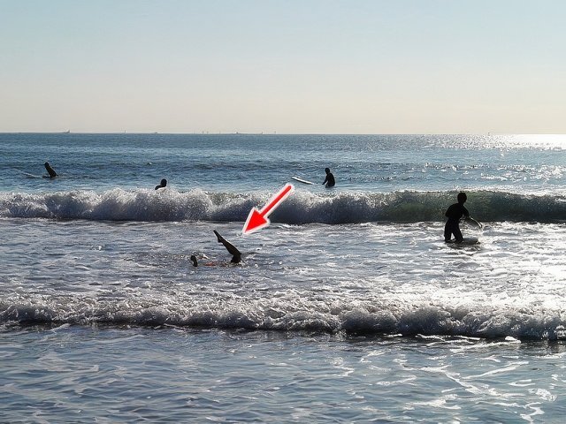 040-topaz-standard v2-640w.jpg