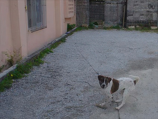 23-topaz-standard v2-2x.jpg