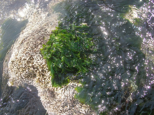 2007-04-11-047-topaz-standard v2-2x.jpg