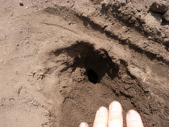 086-topaz-standard v2-640w.jpg