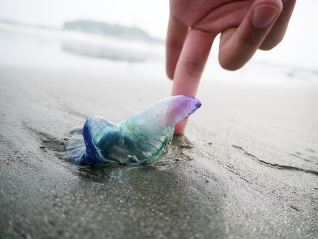 012-topaz-standard v2-640w.jpg